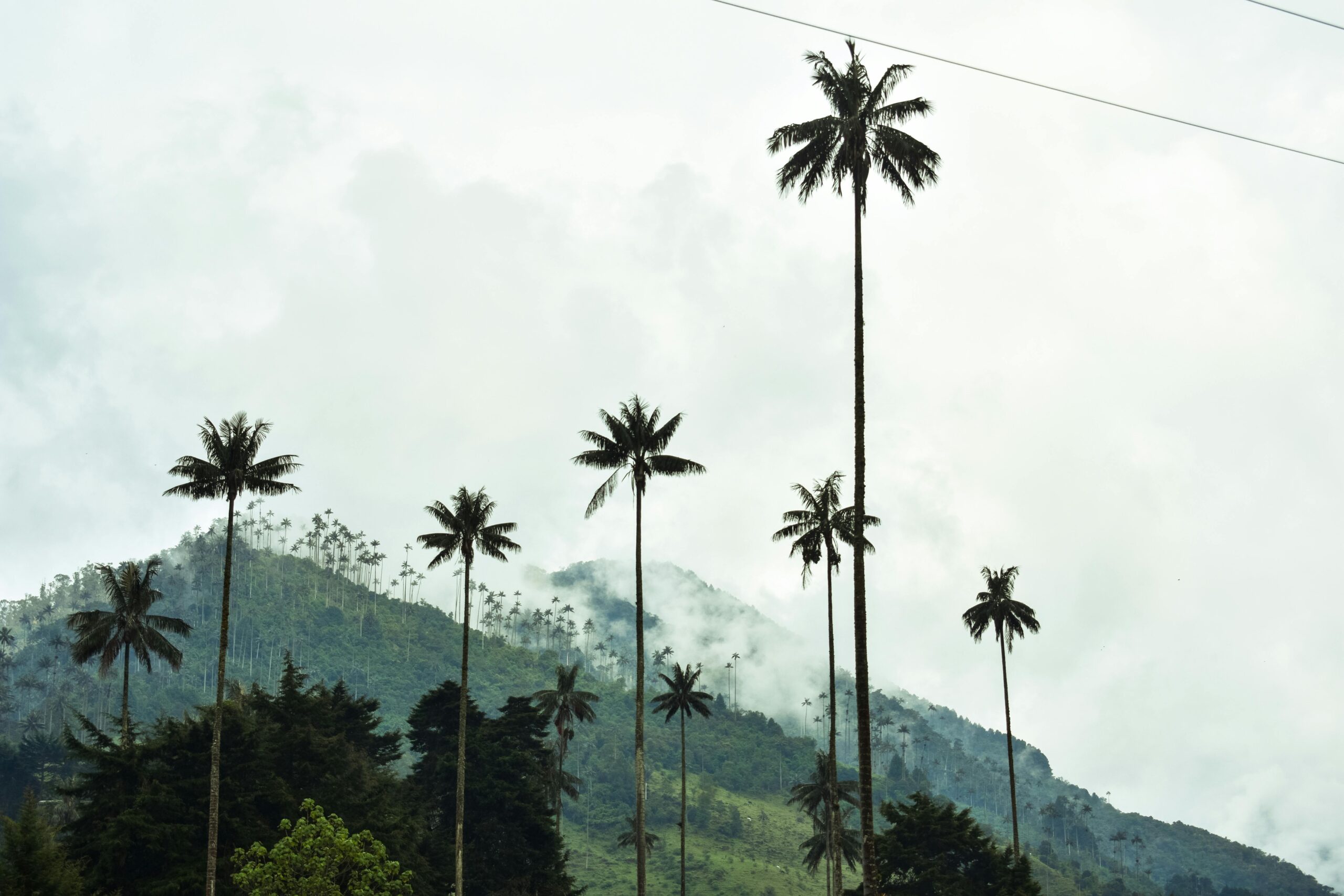 pexels-photo-15699946-15699946 Palm Trees Between Mountains, Valle de Cocora, Columbia